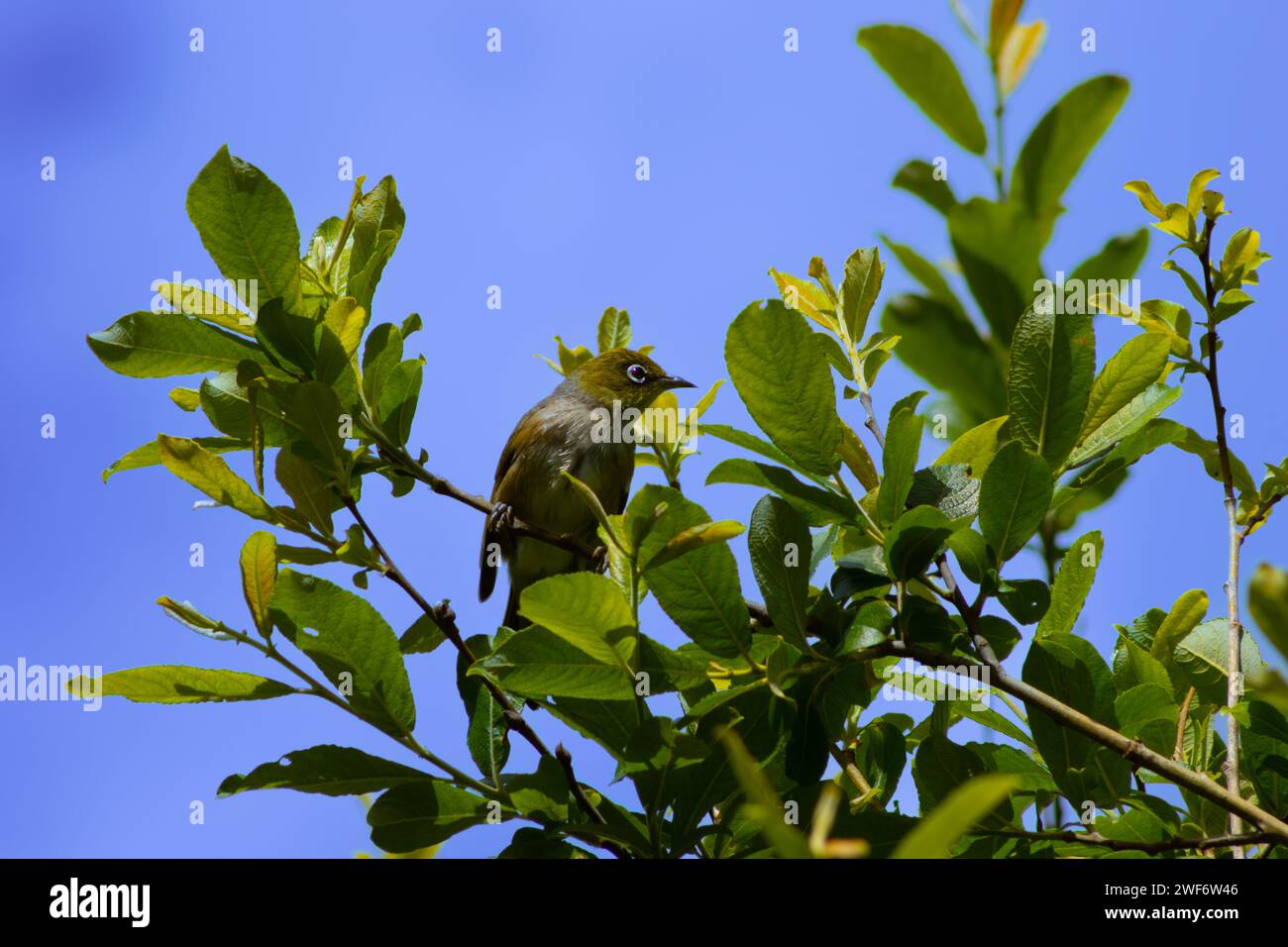 Neuseelands Silberaugenvogel Stockfoto
