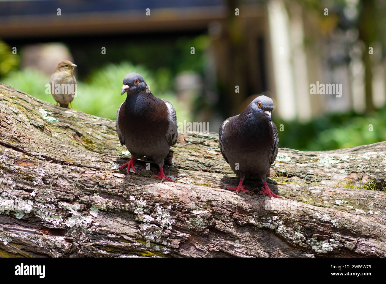 Neugierige Tauben und Spatzen Stockfoto