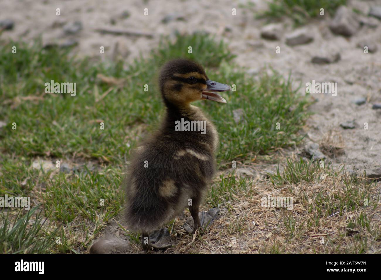 Niedliches Entlein in Neuseeland Stockfoto
