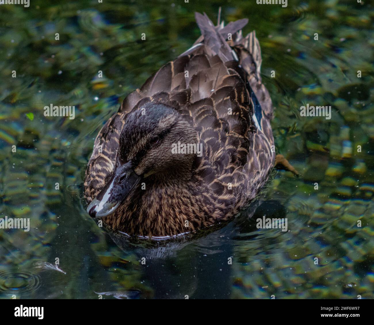 Neuseeländische Enten schwimmen Stockfoto