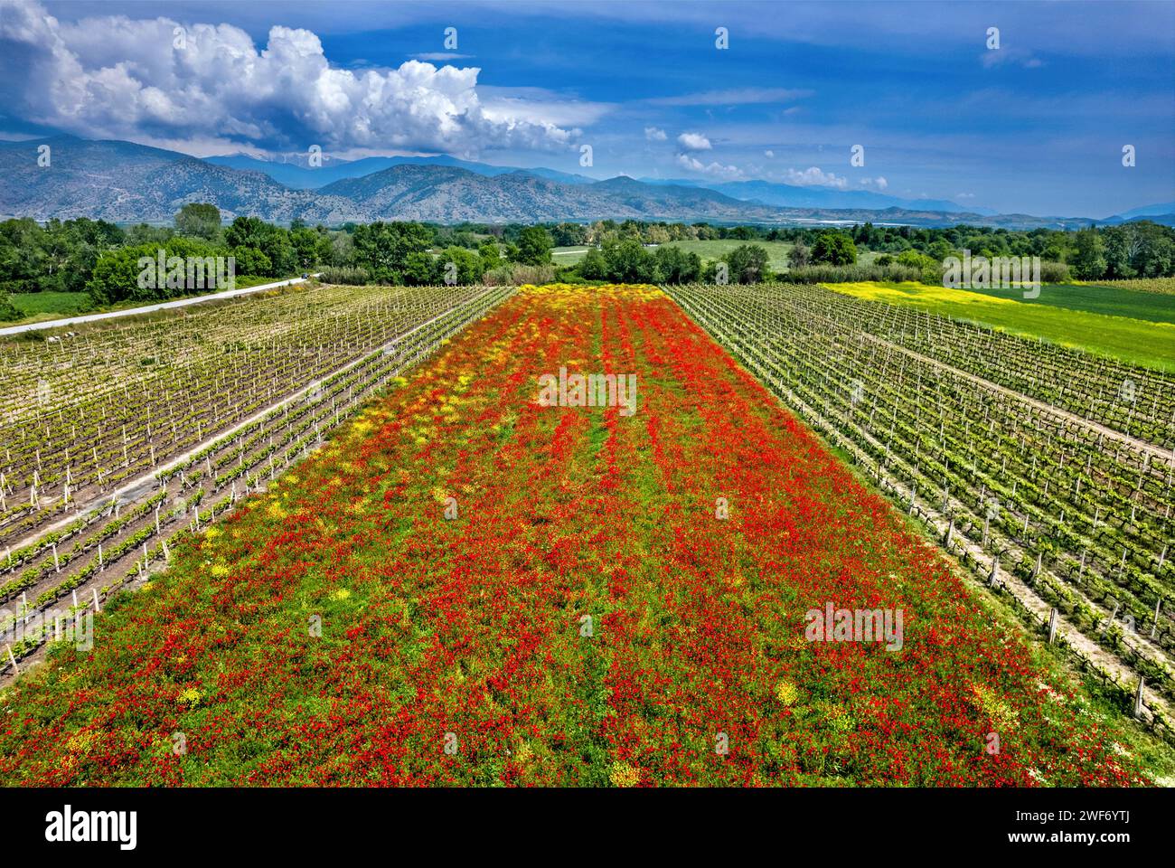 Felder mit blühenden Mohnblumen in der Nähe von Tirnavos Stadt, Larissa, Thessalien, Griechenland. Stockfoto