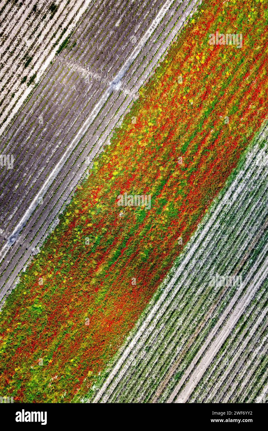 Felder mit blühenden Mohnblumen in der Nähe von Tirnavos Stadt, Larissa, Thessalien, Griechenland. Stockfoto