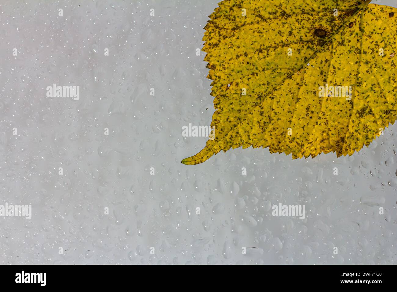 Abstrakter Hintergrund Herbst, Glas Tropfen Herbst gelbe Blätter nasses oktoberwetter. Stockfoto