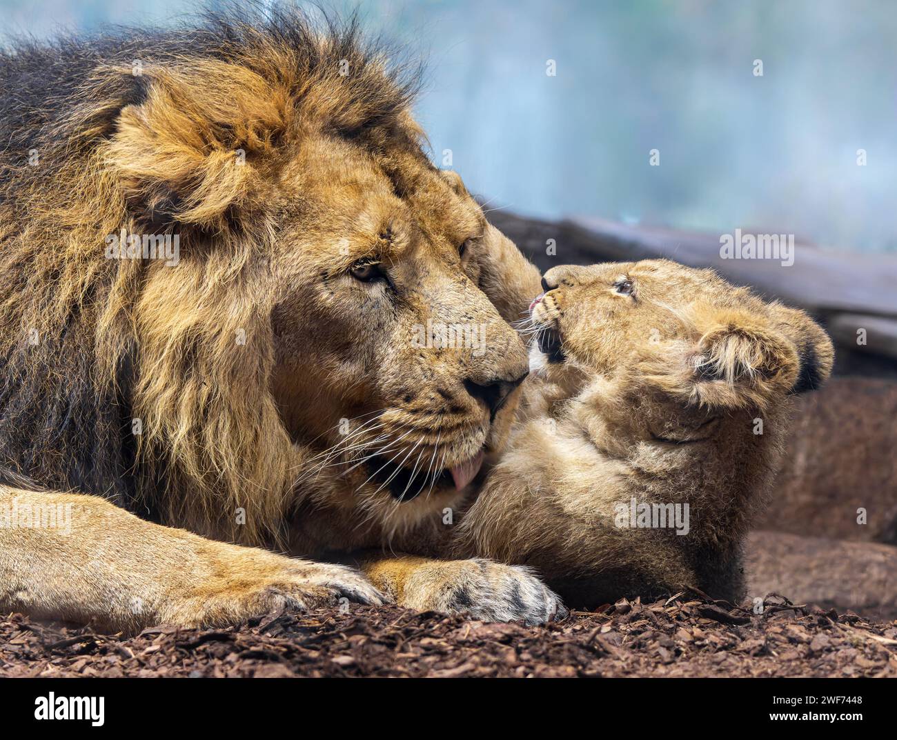 Nahaufnahme des asiatischen Löwen (Panthera leo persica) - Vater spielt mit seinem Jungen II Stockfoto