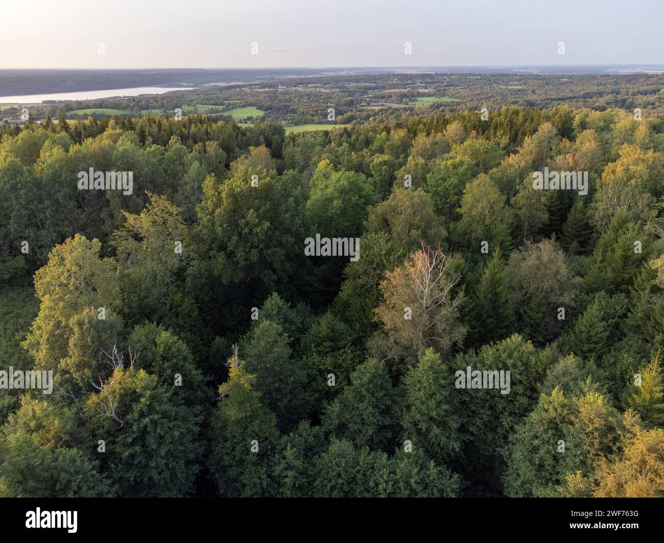 Eine Luftaufnahme herbstlicher Grünflächen und Bäume in Schweden. Stockfoto