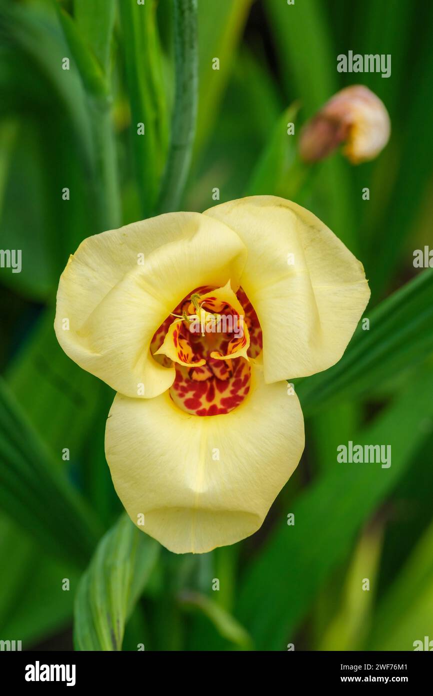 Tigridia pavonia, Pfauenstigerblume, drei Blütenblätter, kontrastierende Mittelmarkierungen, Stockfoto