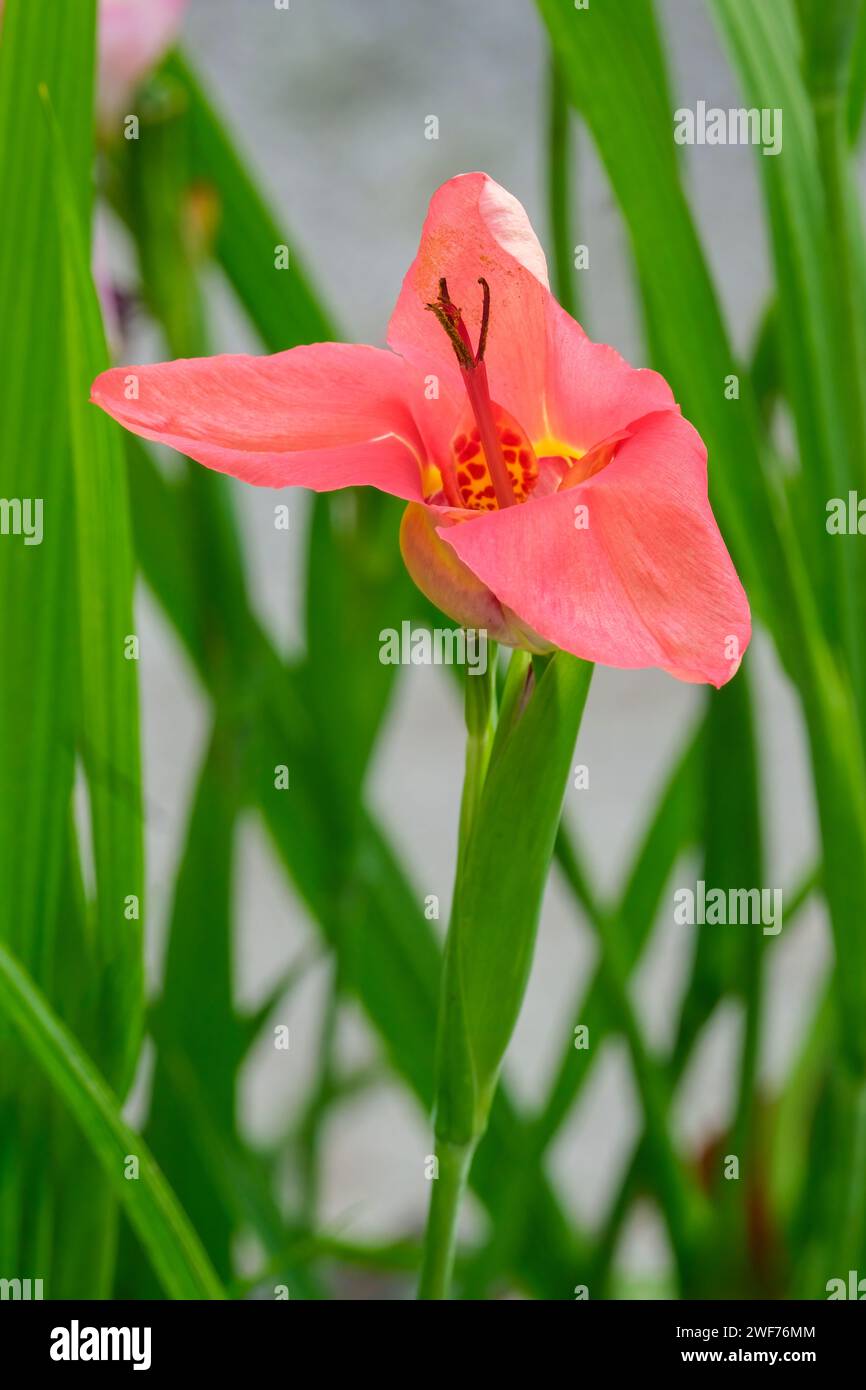 Tigridia pavonia, Pfauenstigerblume, drei Blütenblätter, kontrastierende Mittelmarkierungen, Stockfoto