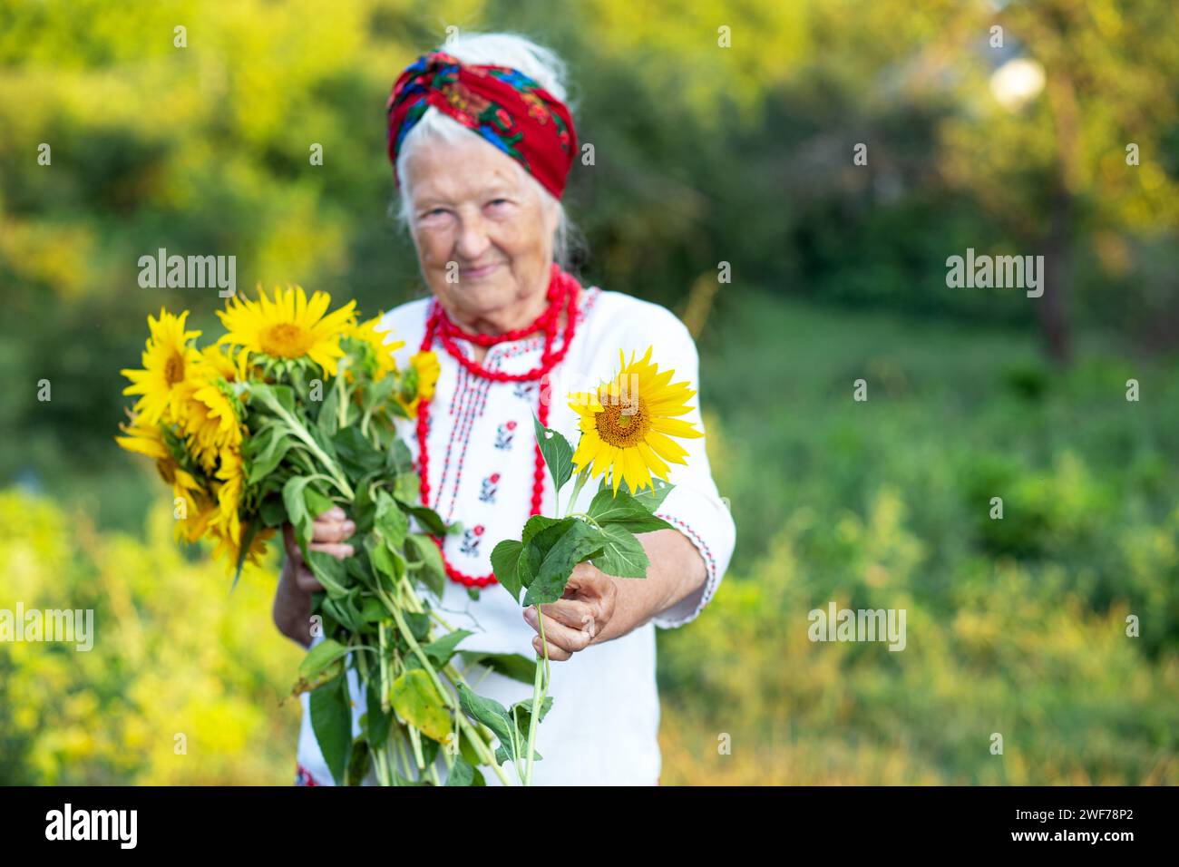 Sonnenblumenstrauß in den Händen einer alten Großmutter in einem gestickten Hemd und roten Perlen. Zeigt die Geste des Sieges Unabhängigkeitstag Stockfoto