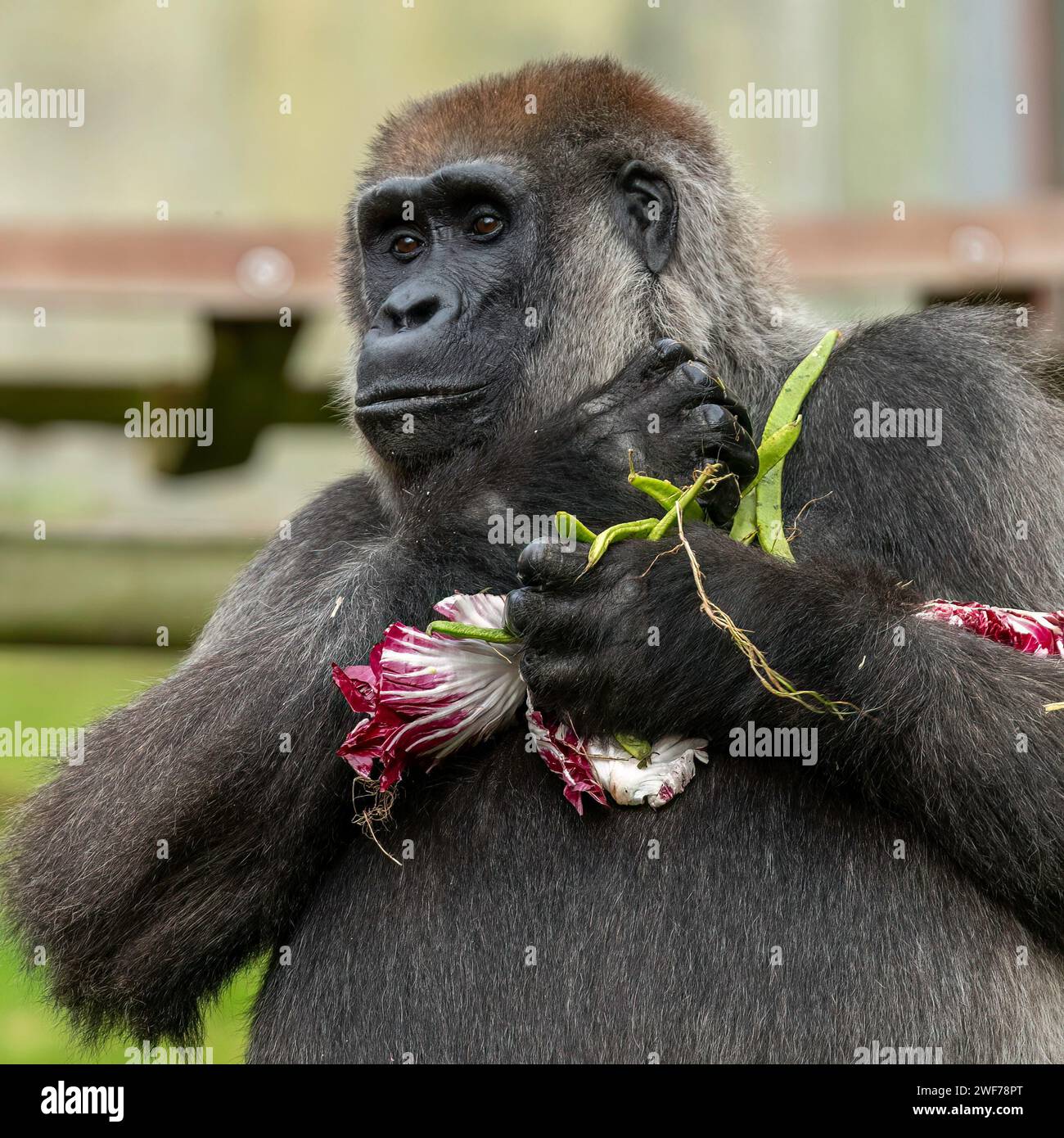 Haben wir noch mehr? SELTENE BILDER zeigen einen weiblichen Gorilla aus dem westlichen Tiefland, der sich glücklich an einem Rotkohl frisst. Wohnsitz in der Aspinall Foundation P Stockfoto