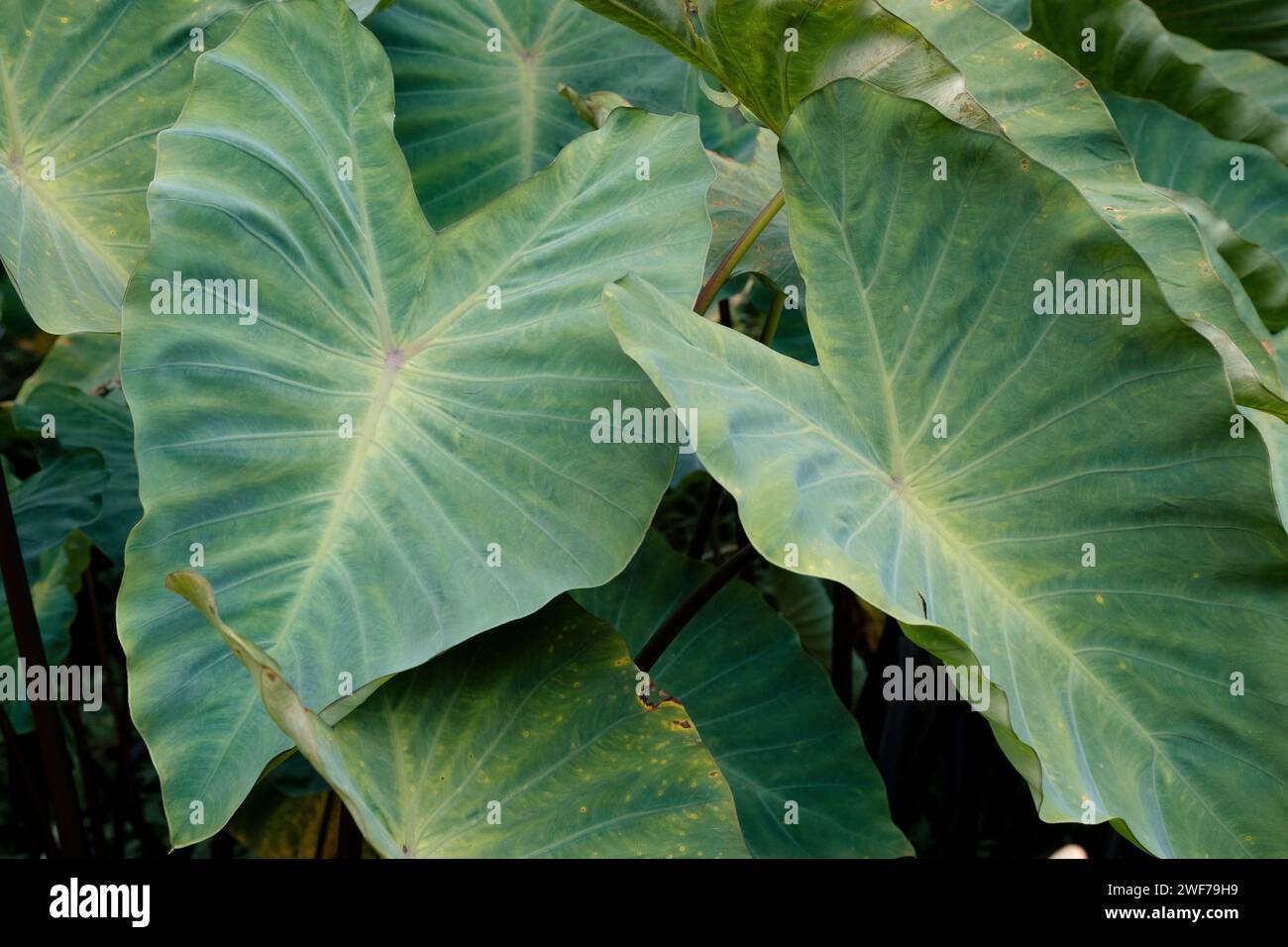 Große Taro-Blatt-Pflanze Stockfoto