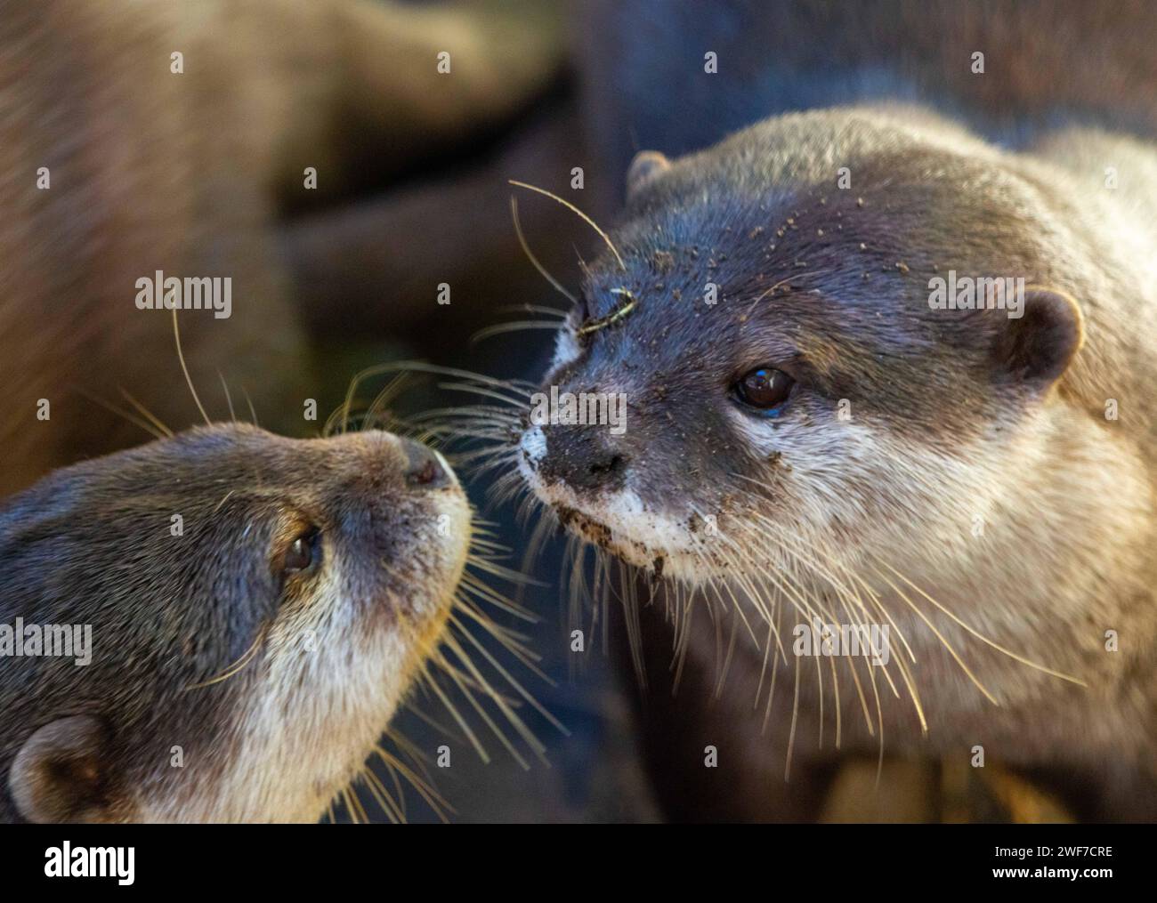 Zwei entzückende Otter mit grünen Augen und auffälligen Ohren schnüffeln sich liebevoll Stockfoto