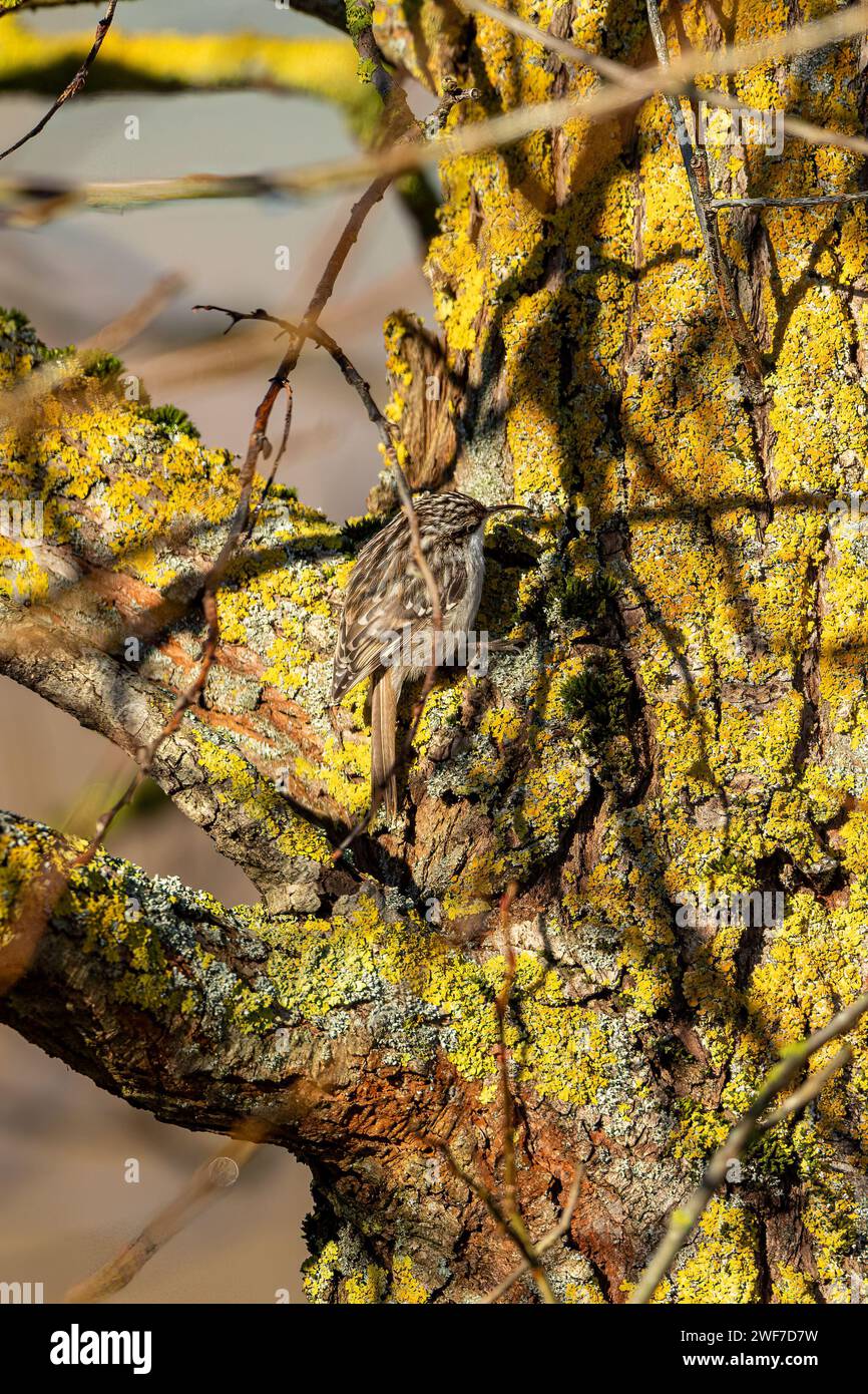 Ein Treecreeper in freier Wildbahn Stockfoto
