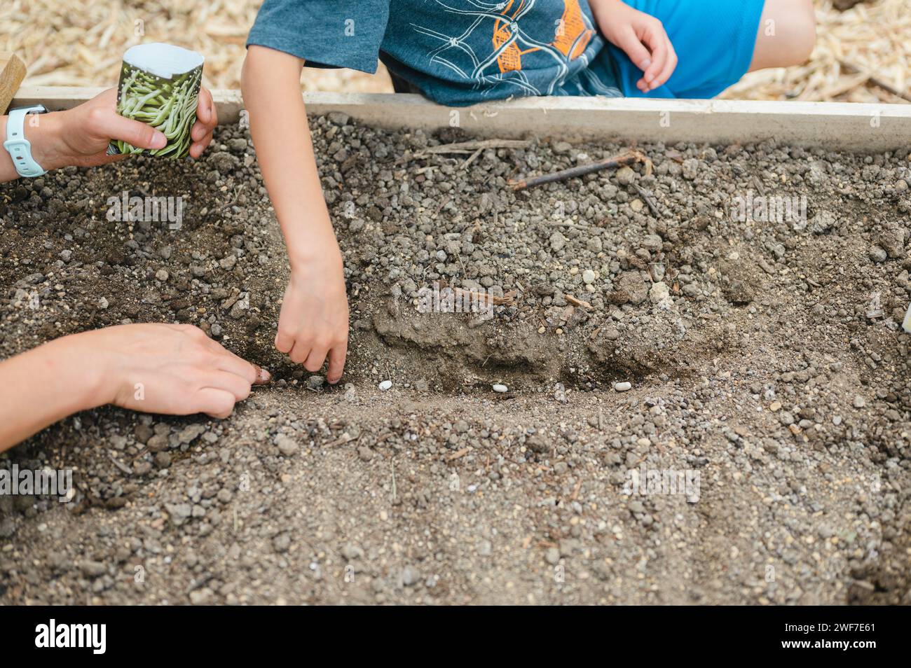 Mutter-Sohn-Hände, die grüne Bohnensamen im Gartenbeet Pflanzen Stockfoto