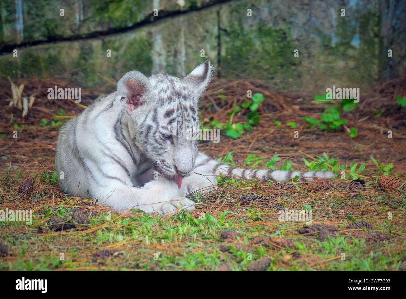 Weiße Tiger, Panthera Tigris, Porträt von Cub Stockfoto