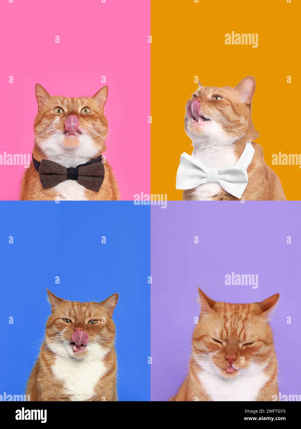 Niedliche rote Katze mit Zunge, Sammlung von Fotos auf verschiedenfarbigen Hintergründen Stockfoto