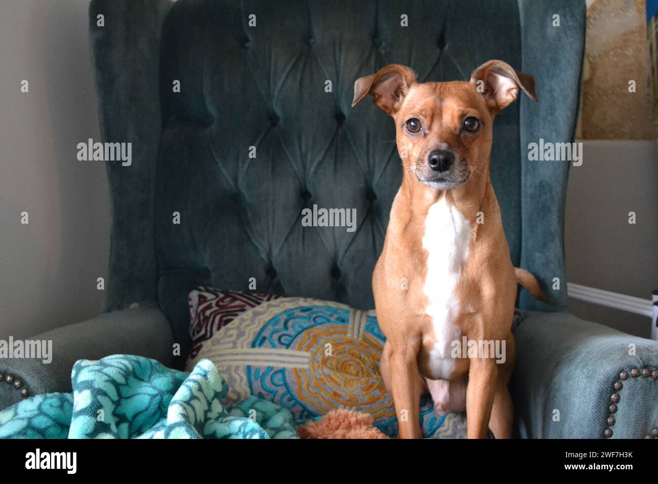 Süßer Hund auf blauem Stuhl Stockfoto