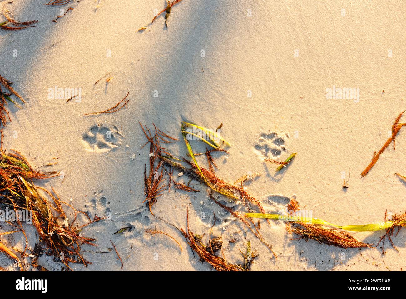 Niedliche Hündchenpfoten im Sand am Strand Stockfoto