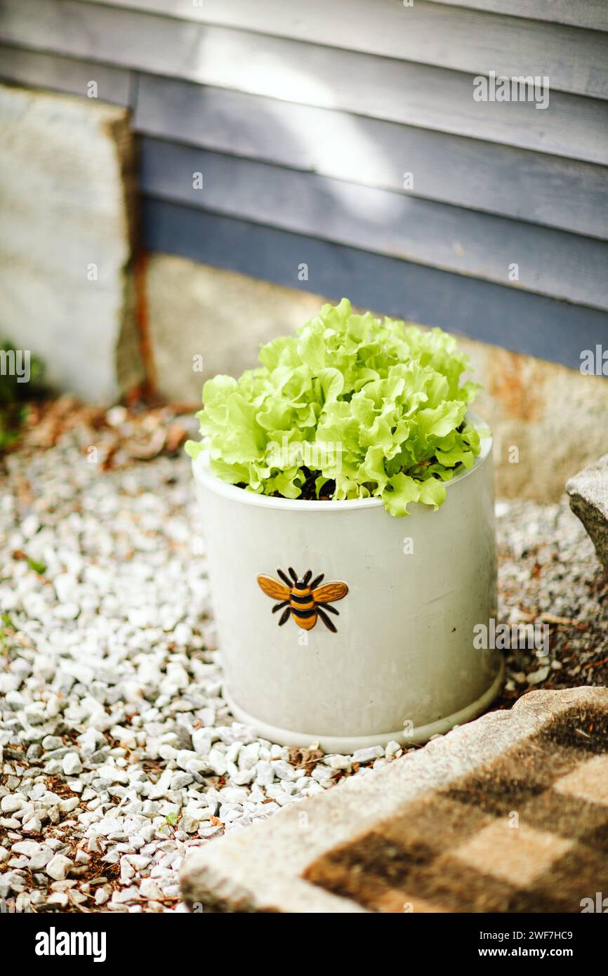 Thompson-Salat wächst in einem Keramiktopf Stockfoto