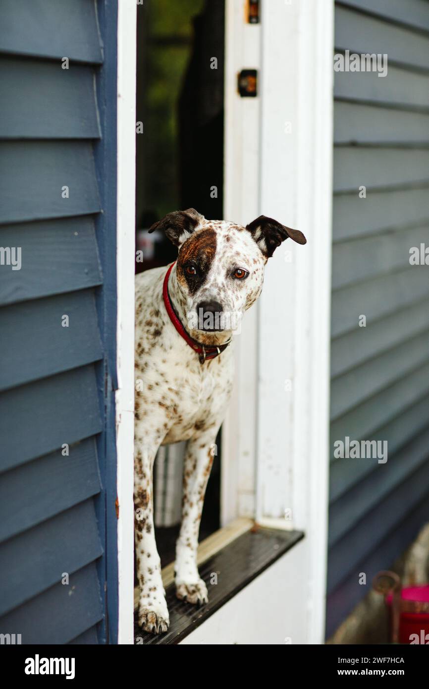 Hund in der Tür eines blauen Hauses Stockfoto