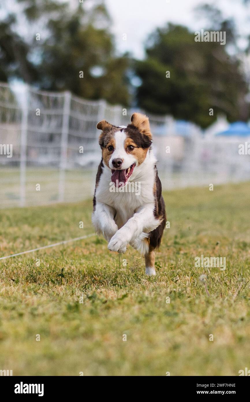 Miniatur American Shepherd Aussie Running Lure Course Hundesport Stockfoto