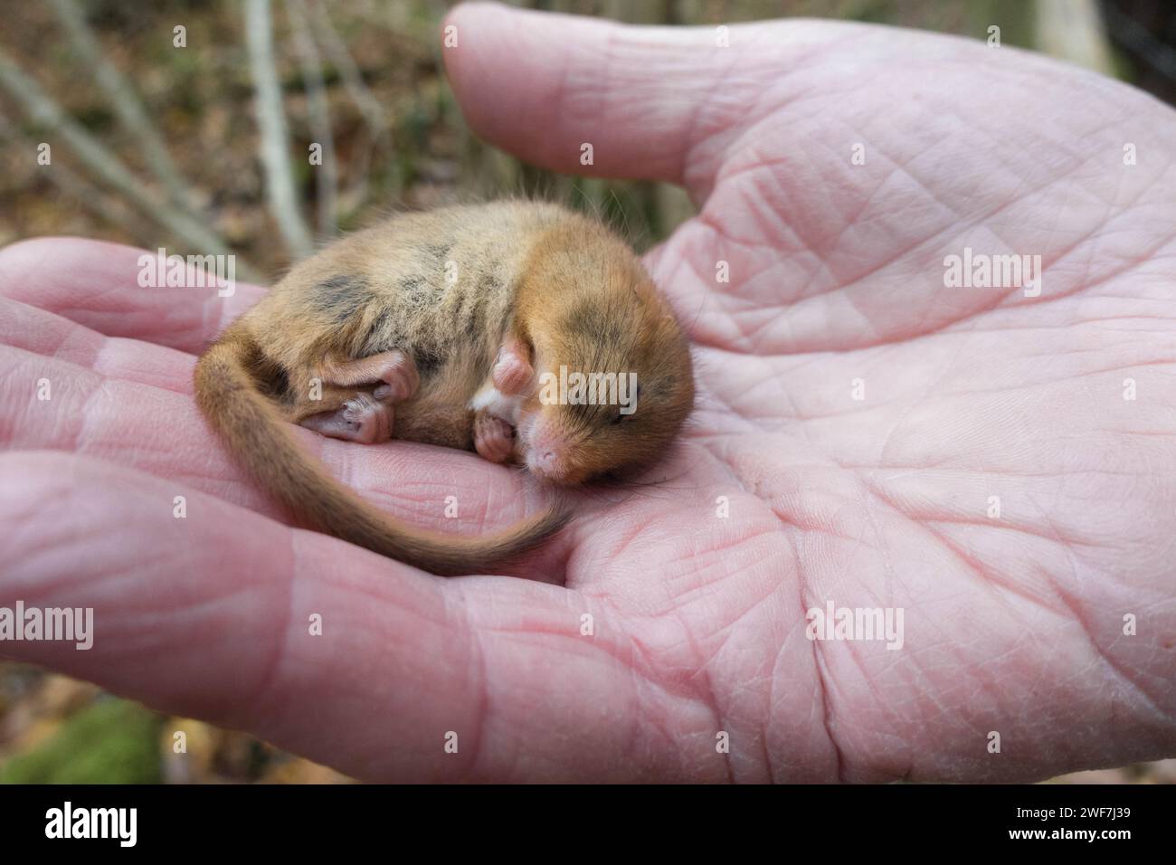 Männliche Haselmaus (Muscardinus avellanarius), gehalten in faltiger Hand von einem lizenzierten Freiwilligen zur Überwachung von Dormaus, Herefordshire England, Vereinigtes Königreich. November Stockfoto