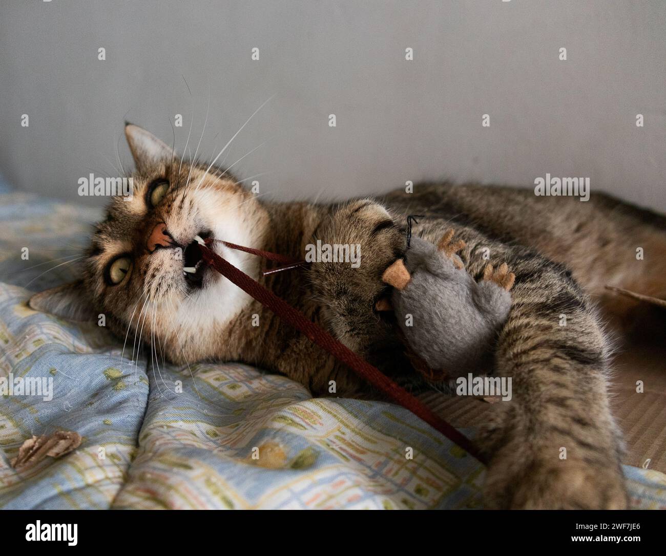 Buffy, die Katze in verspielter Stimmung Stockfoto