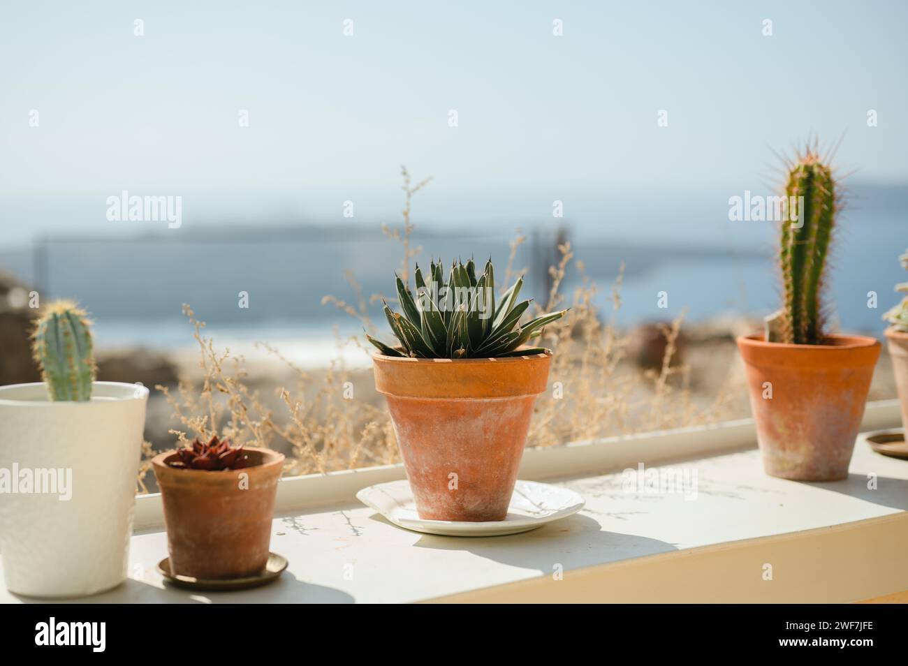 Kakteen Pflanzen in Terrakotta-Töpfen an einem sonnigen Sommertag in Santorin Stockfoto