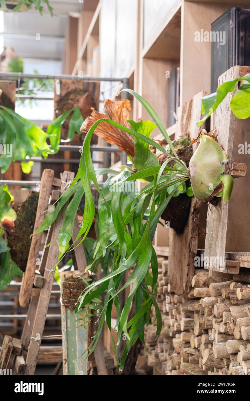 Wunderschnes Platycerium, Staghornfarn, Hirschgeweih, Hornbltter an der  Wand Stockfotografie - Alamy