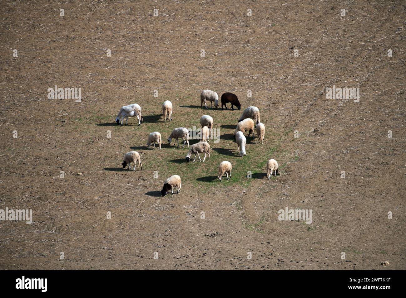 Schafe, die aus Gras laufen, um zu weiden, Moulay Idriss, Marokko Stockfoto