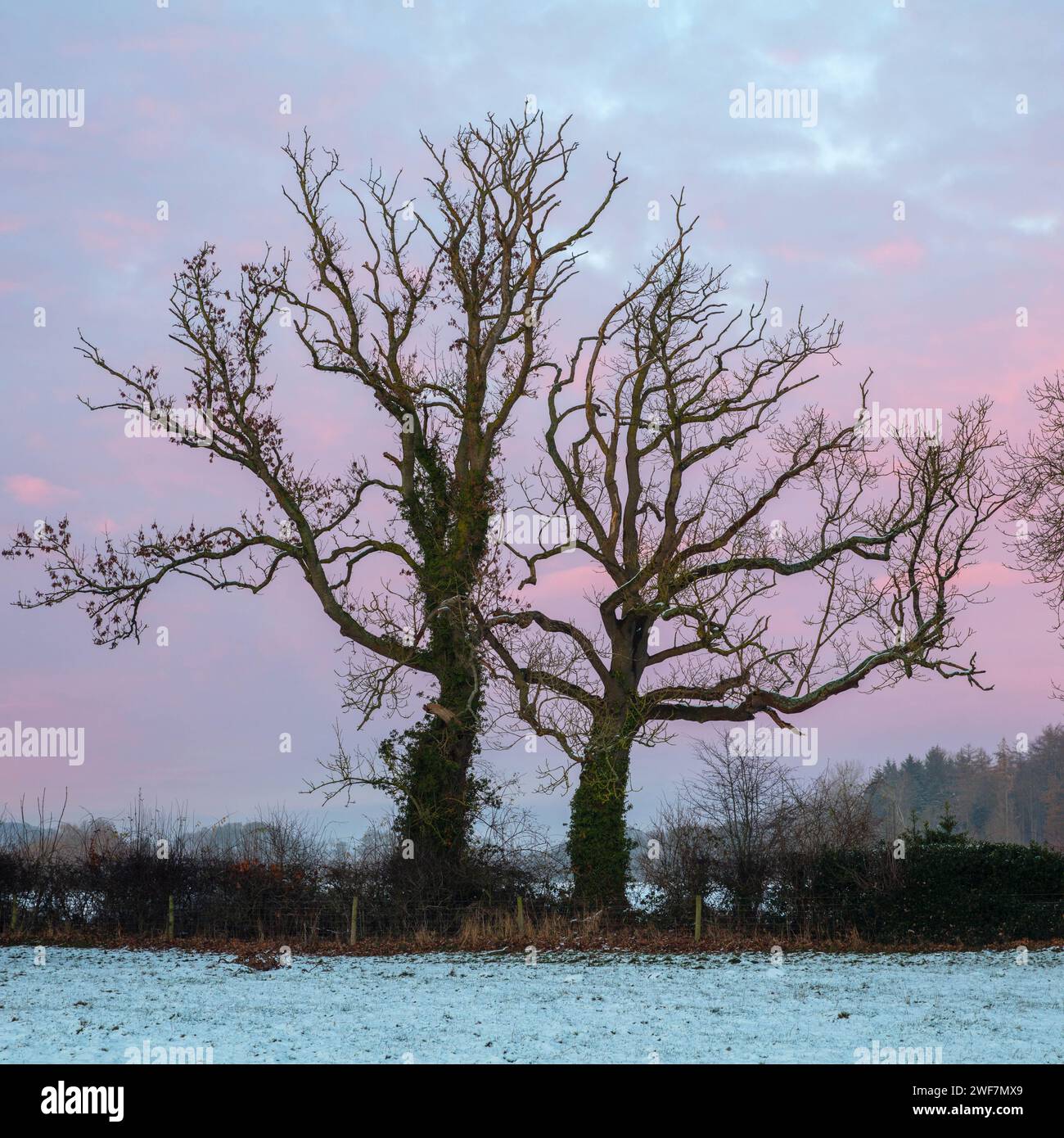 Winterszene bei Sonnenuntergang mit rosa Wolken und Schnee. County Durham, England, Großbritannien. Stockfoto