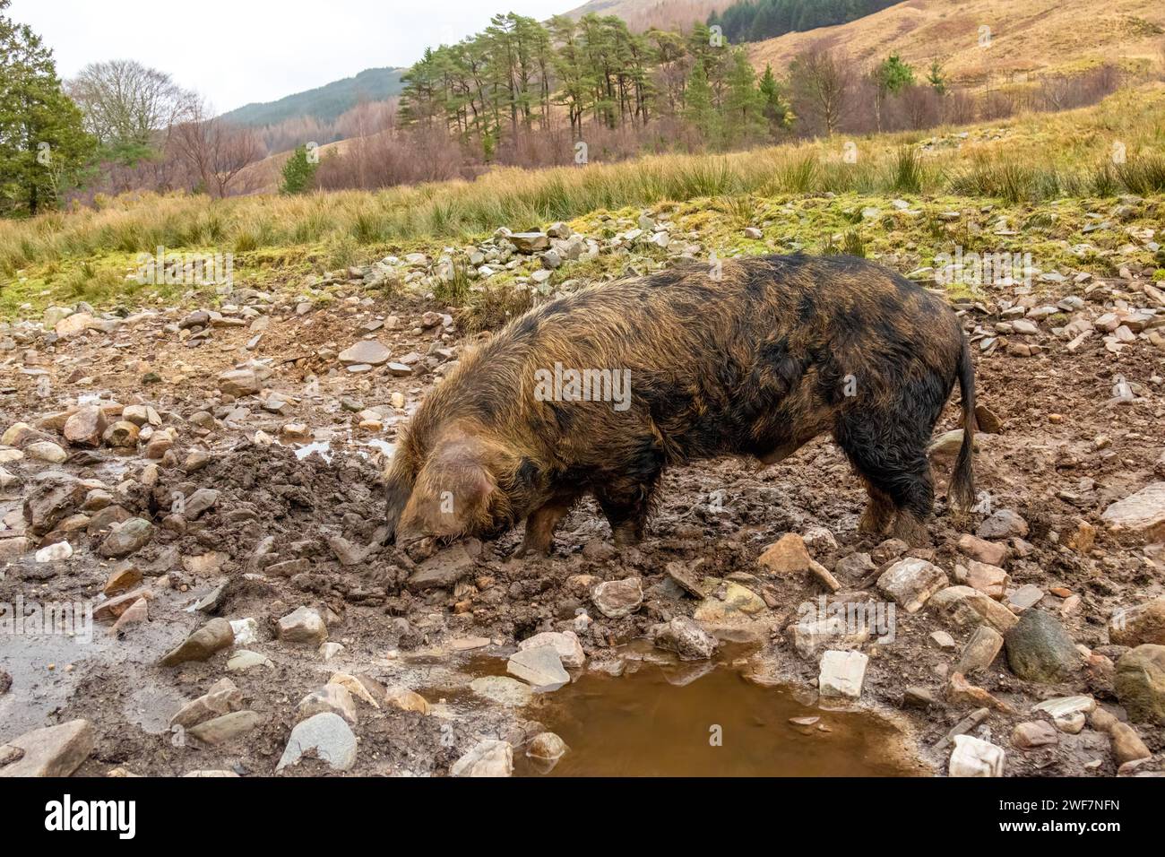 Braunes Schwein mit schwarzen Flecken, die sich durch Schlamm und Steine auf einem Feld schmiegen Stockfoto