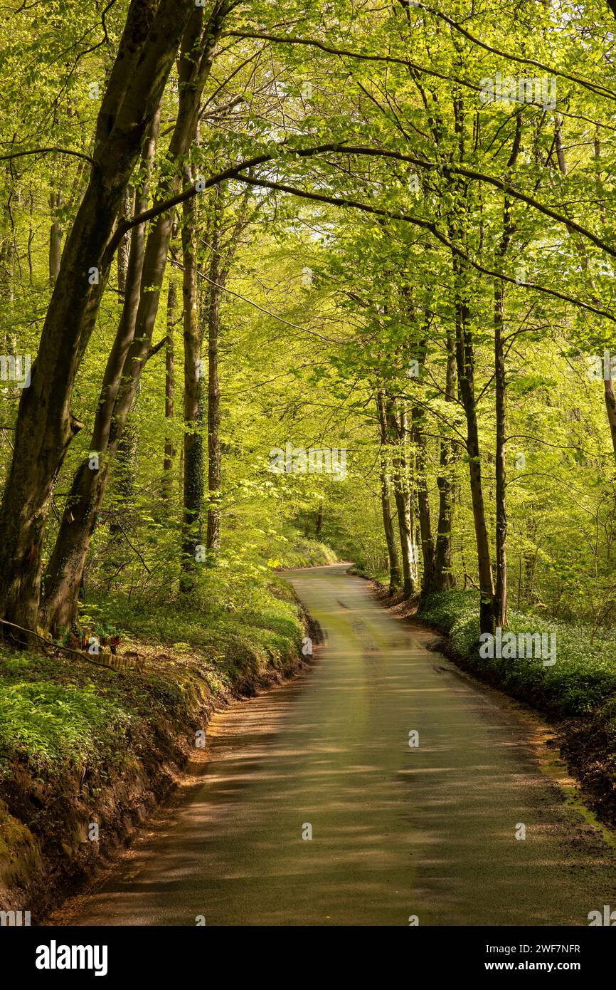 Wales, Glamorgan, Tongwynlais, Fforest fawr, Straße durch Wald Stockfoto