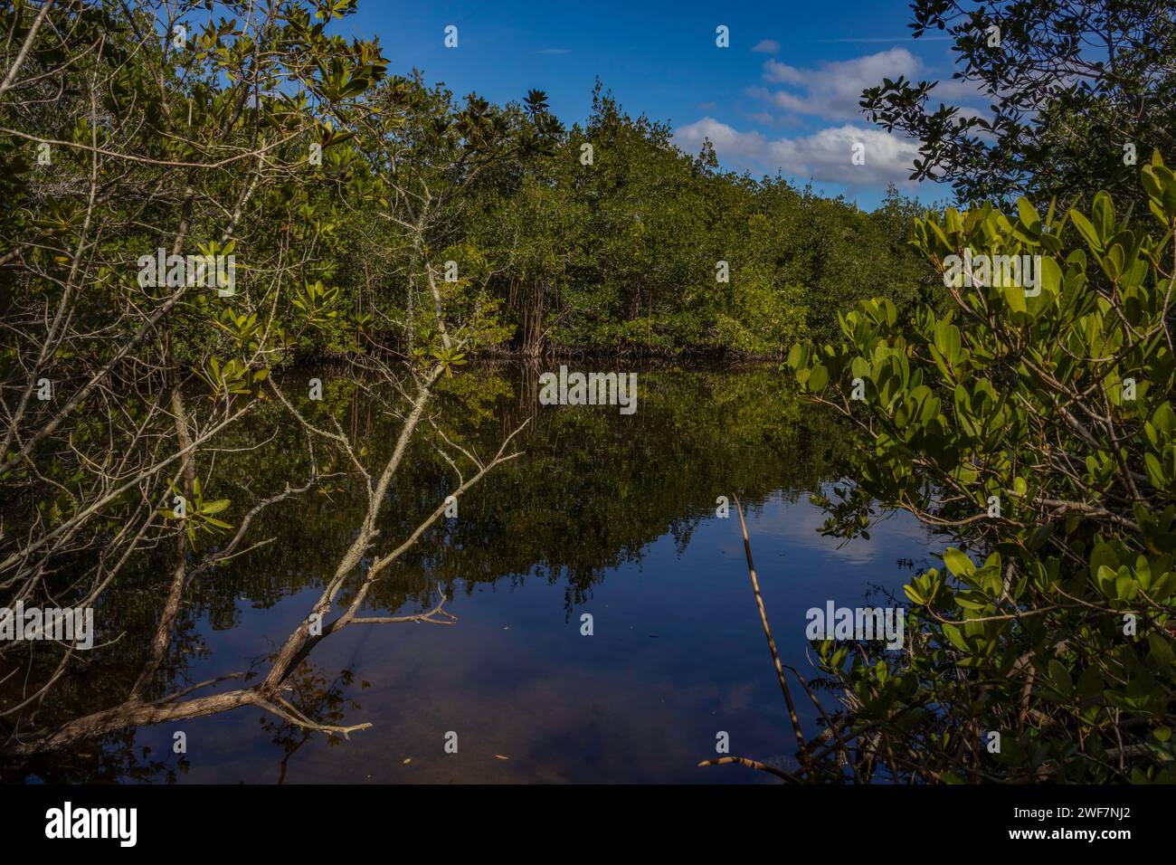 Mangroven cape Canaveral Stockfoto