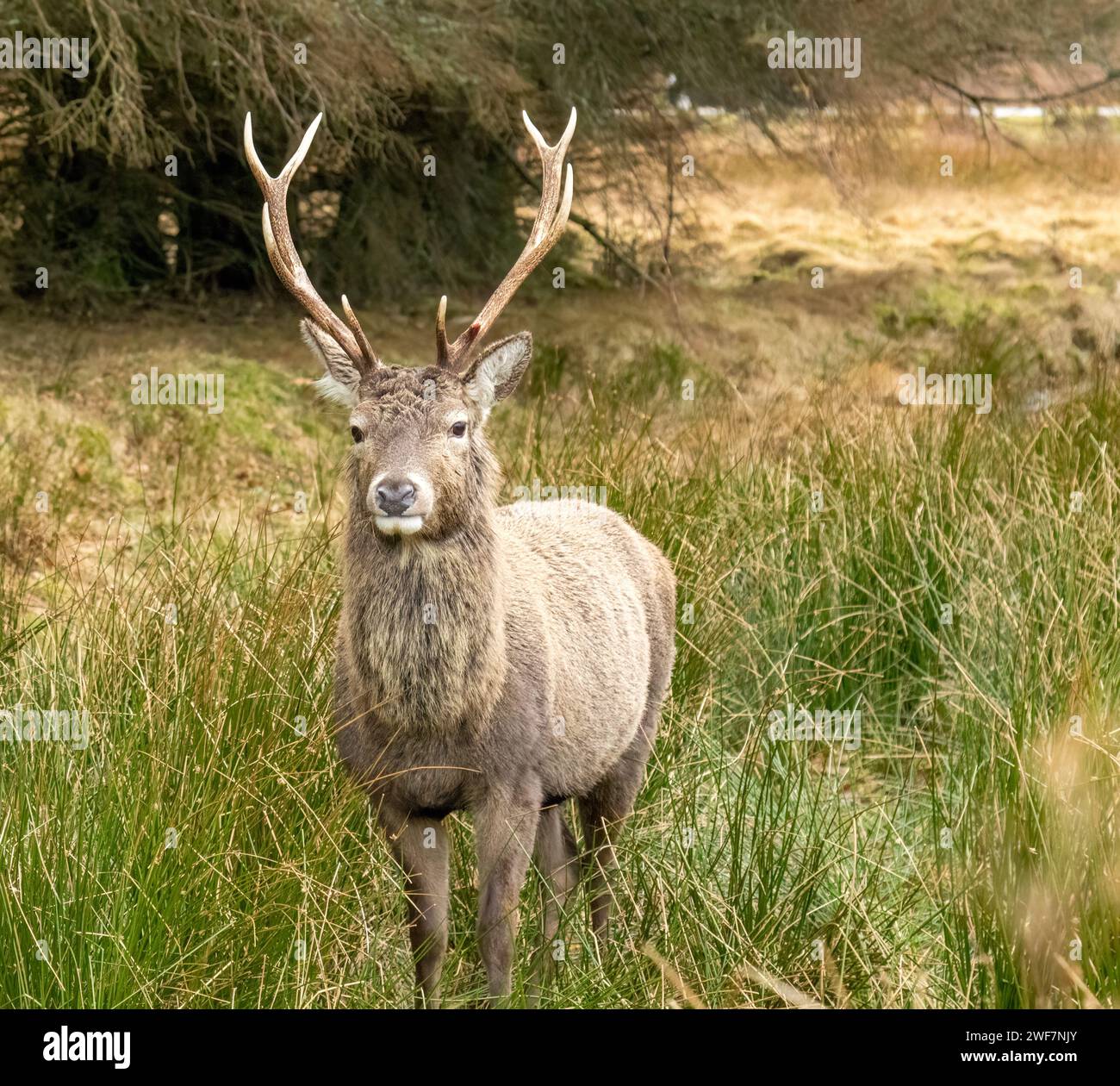 Rothirsch mit Geweih im abgelegenen Schottland Stockfoto