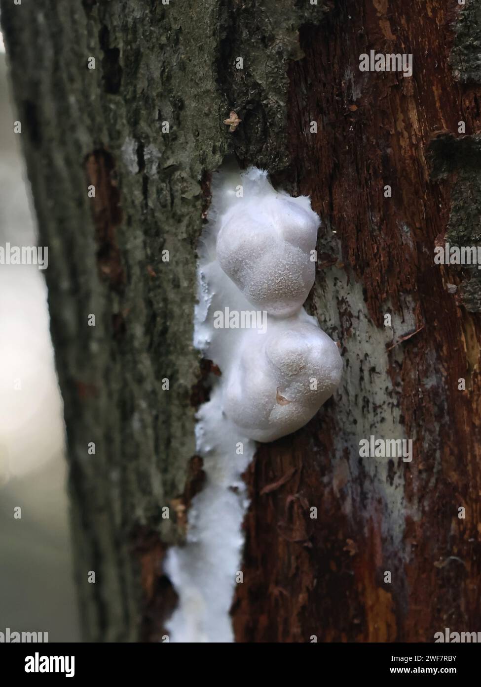 Reticularia lycoperdon, auch Enteridium lycoperdon genannt, allgemein bekannt als falscher Puffball, Schleimform aus Finnland Stockfoto