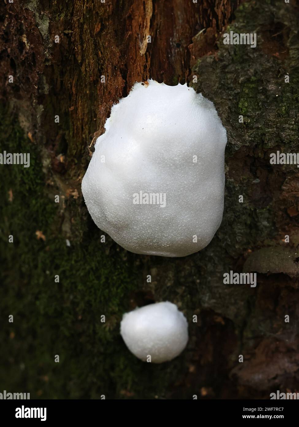 Reticularia lycoperdon, auch Enteridium lycoperdon genannt, allgemein bekannt als falscher Puffball, Schleimform aus Finnland Stockfoto
