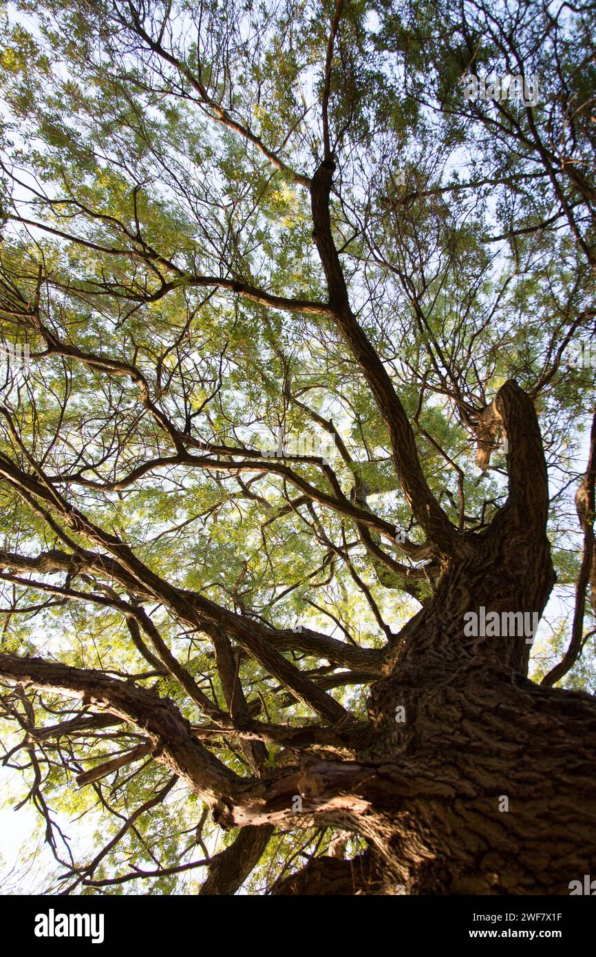 Gefleckte Sonnenlicht shinning durch die englische Landschaft. Stockfoto