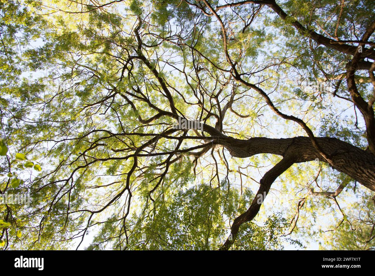Gefleckte Sonnenlicht shinning durch die englische Landschaft. Stockfoto