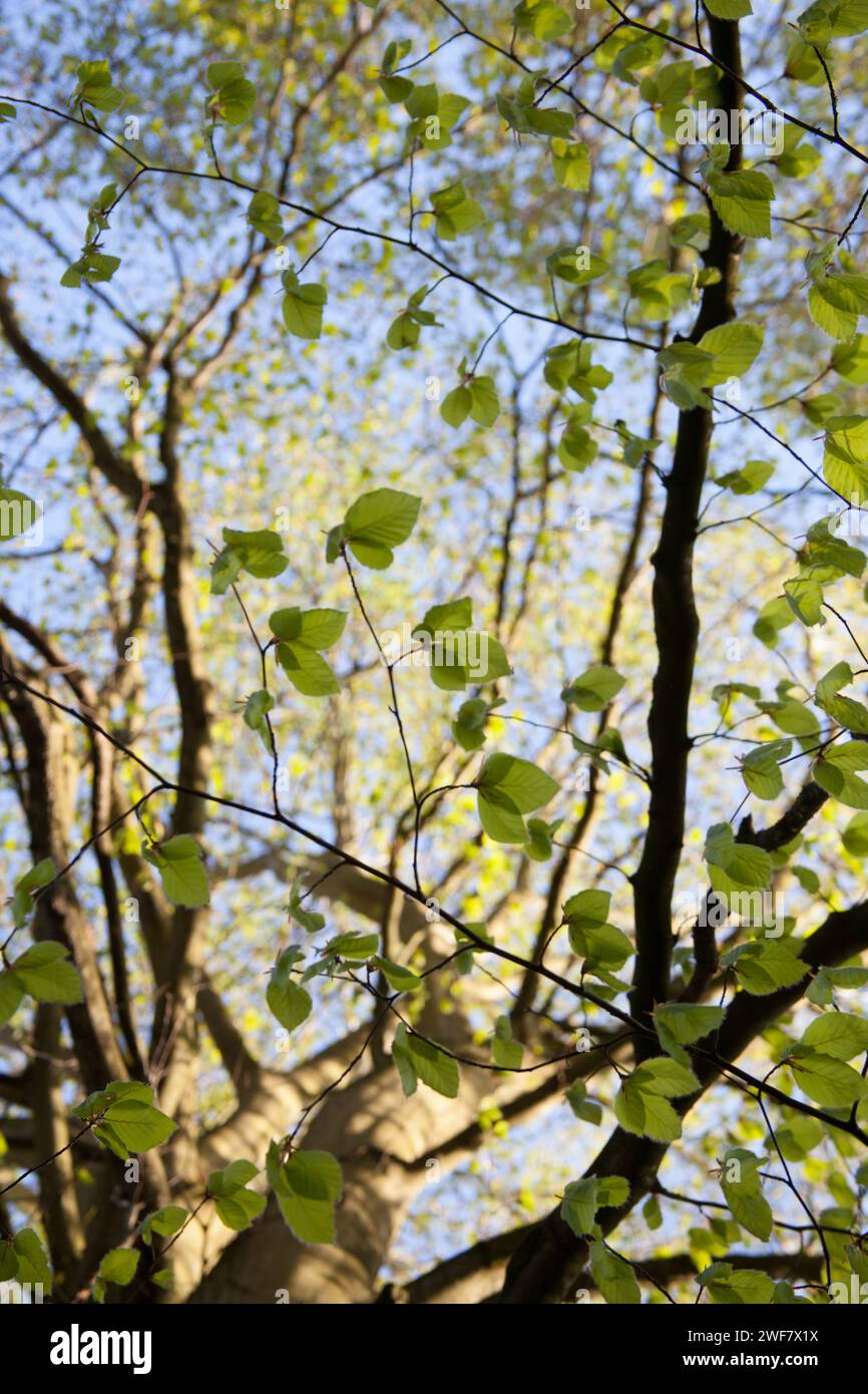 Gefleckte Sonnenlicht shinning durch die englische Landschaft. Stockfoto