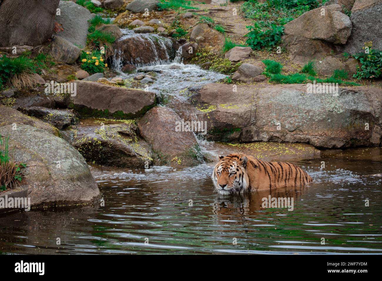 Ein Tiger, der in einem flachen Bach im Wald spaziert Stockfoto