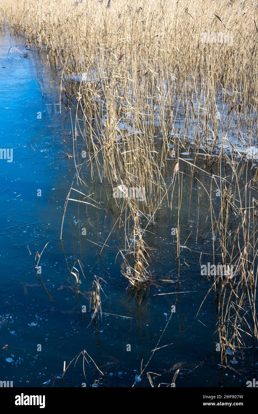 Schilfbett im Frozen Lake, Green Park, Reading, Berkshire, England, GROSSBRITANNIEN, GB. Stockfoto