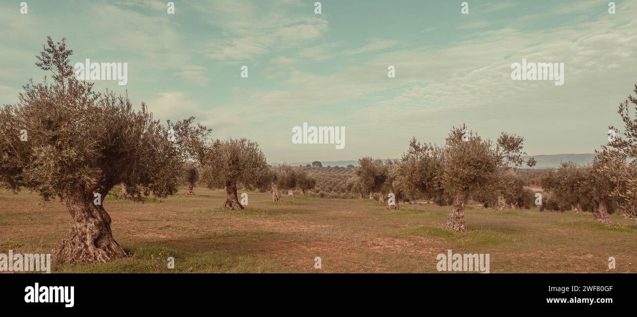 Weitwinkellandschaft mit Olivenhainen in Alentejo Stockfoto