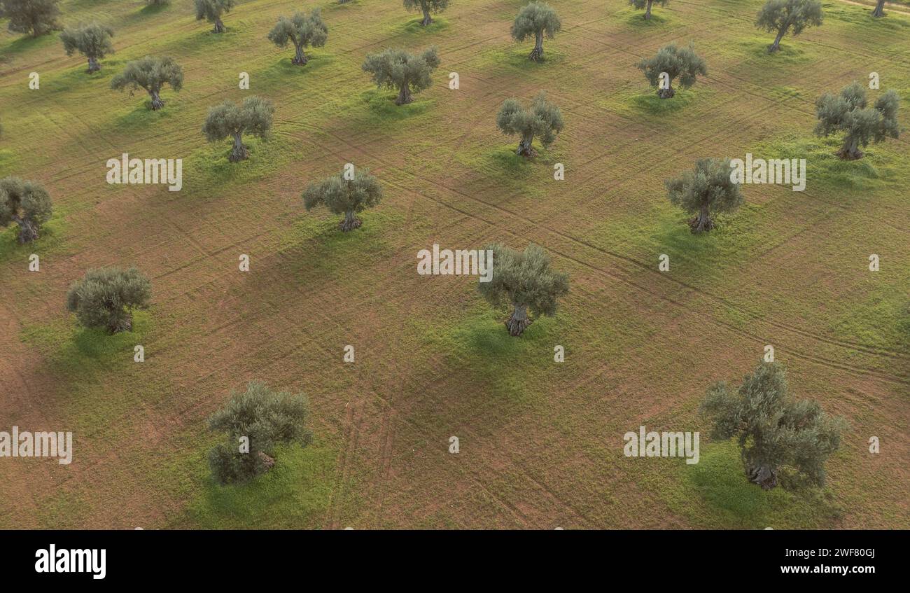 Drohnenblick auf die Olivenhaine-Landschaft in Alentejo Stockfoto