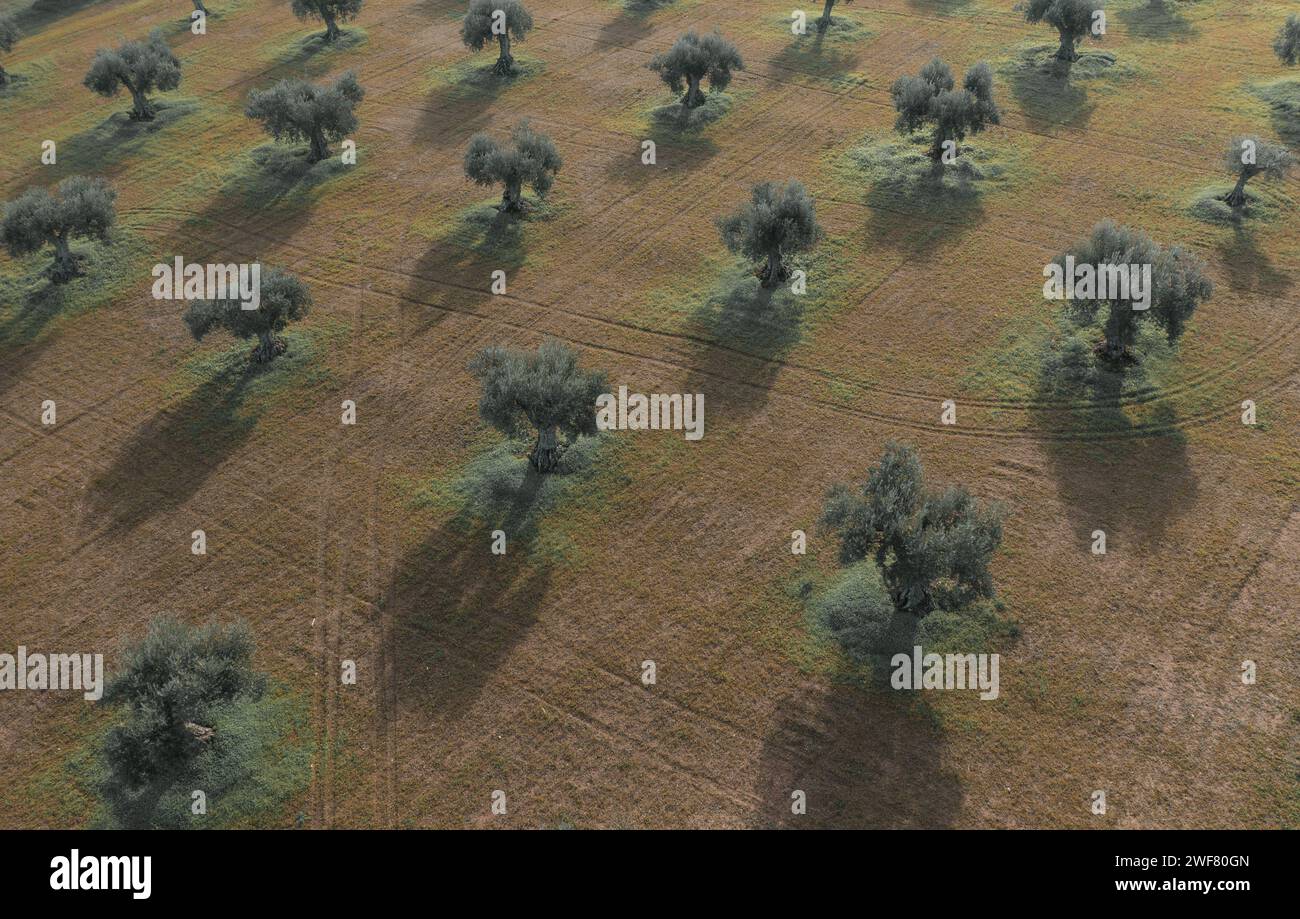 Drohnenblick auf die Olivenhaine-Landschaft in Alentejo Stockfoto