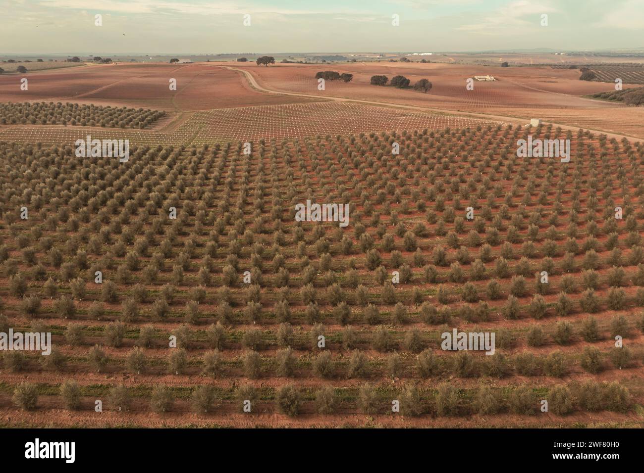 Drohnenblick auf die Olivenhaine-Landschaft in Alentejo Stockfoto