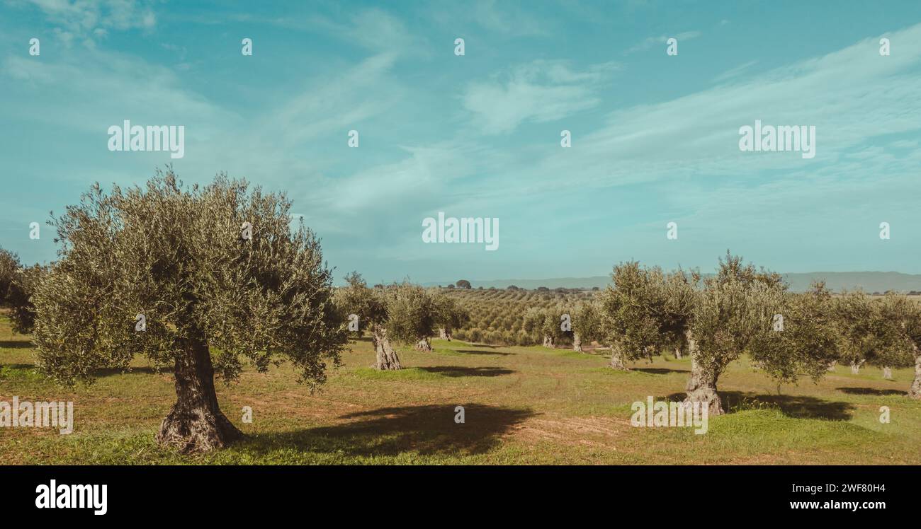 Weitwinkellandschaft mit Olivenhainen in Alentejo Stockfoto