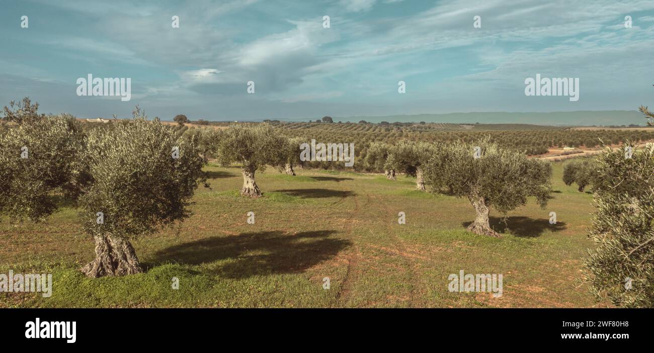 Weitwinkellandschaft mit Olivenhainen in Alentejo Stockfoto