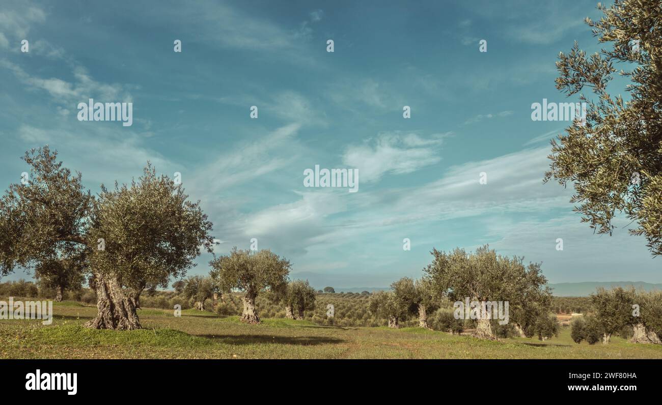 Weitwinkellandschaft mit Olivenhainen in Alentejo Stockfoto