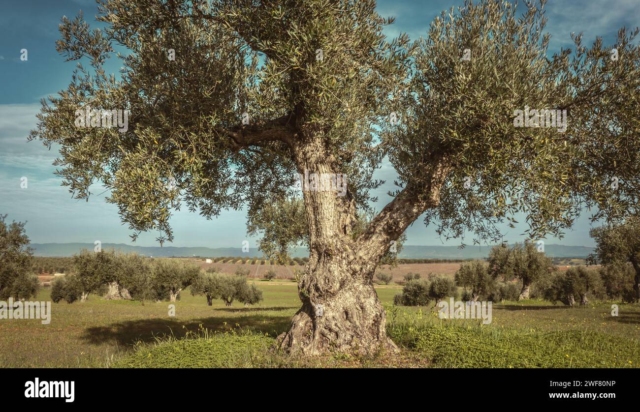 Weitwinkellandschaft mit Olivenhainen in Alentejo Stockfoto