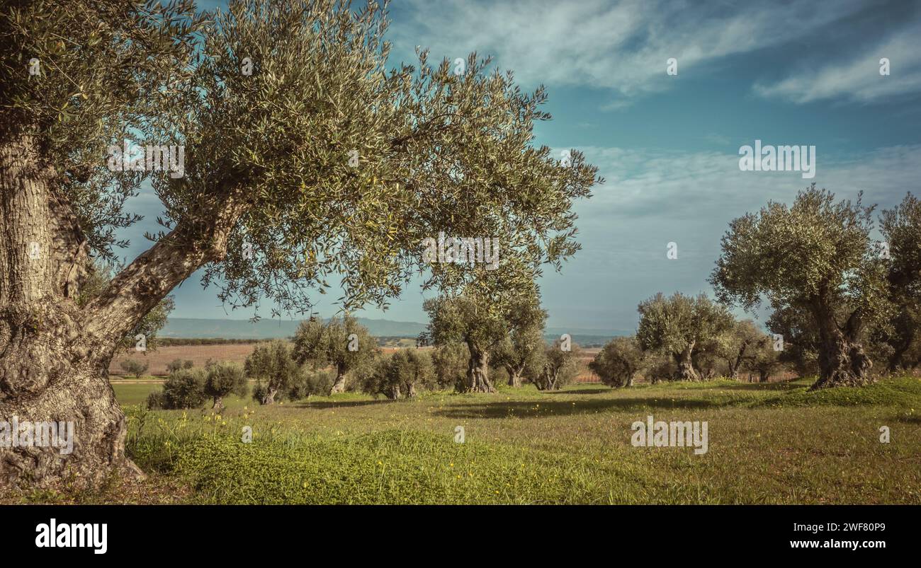 Weitwinkellandschaft mit Olivenhainen in Alentejo Stockfoto